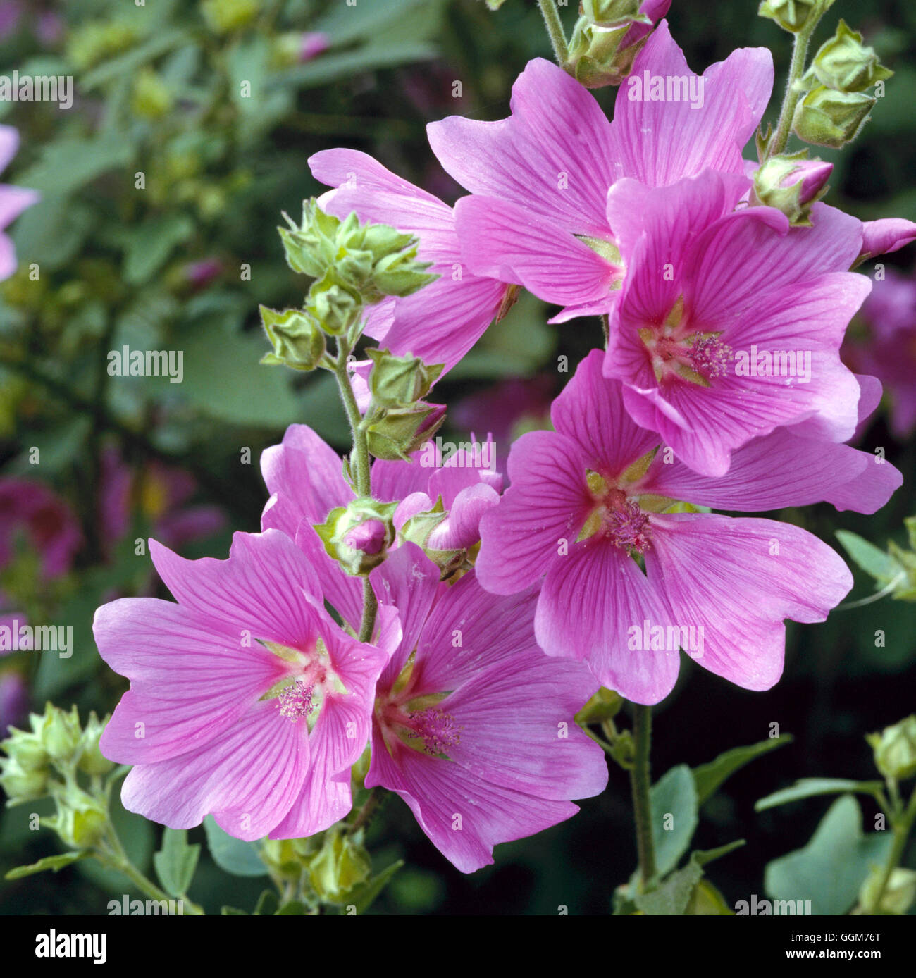 Lavatera x clementii - `Rosea' AGM   TRS022916 Stock Photo